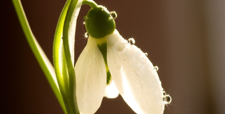 The 19th of April – The Day of Snowdrop