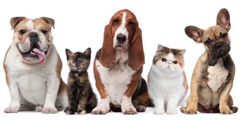 4th of October -World Animal Day